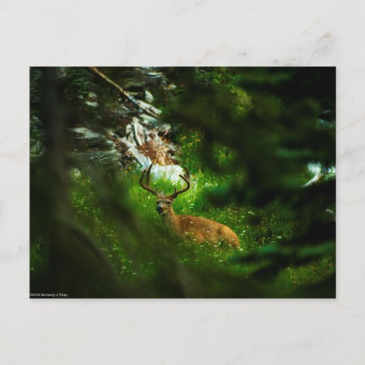 De Forest Prince Briefkaart (Voorkant)
