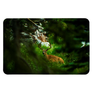 De Forest Prince Magneet
