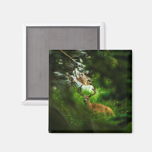 De Forest Prince Magneet (Voorkant / Achterkant)