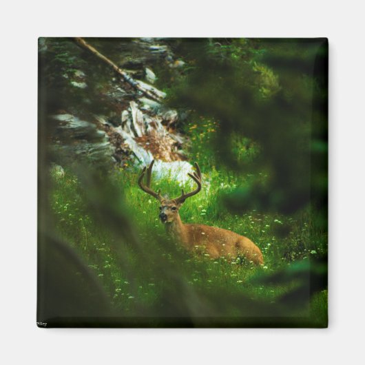 De Forest Prince Magneet (Voorkant)