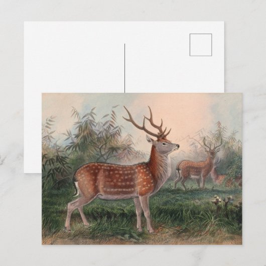 De Formosan Deer van Joseph Wolf Briefkaart (Voorkant / Achterkant)
