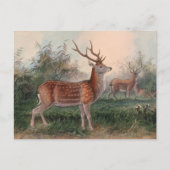 De Formosan Deer van Joseph Wolf Briefkaart (Voorkant)