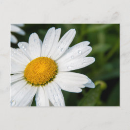 de foto, een margueritte, doen groen briefkaart