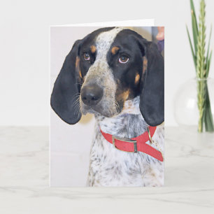De Foto van Coonhound van Bluetick Kaart