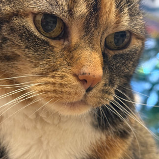 De Foto van de kleur van het Ontspannen van de Kat Kaart