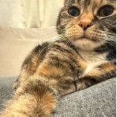 De Foto van de kleur van het Ontspannen van de Kat Kaart