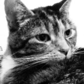 De Foto van de kleur van het Ontspannen van de Kat Kaart