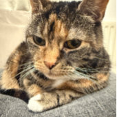 De Foto van de kleur van het Ontspannen van de Kat Kaart