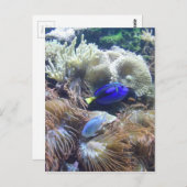 De Foto van de Vissen van het aquarium Briefkaart (Voorkant / Achterkant)