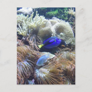 De Foto van de Vissen van het aquarium Briefkaart