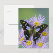 De Foto van Washington van Sammamish van Vlinder Briefkaart (Voorkant / Achterkant)