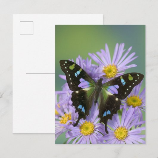 De Foto van Washington van Sammamish van Vlinder Briefkaart (Voorkant / Achterkant)