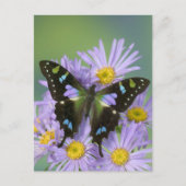 De Foto van Washington van Sammamish van Vlinder Briefkaart (Voorkant)