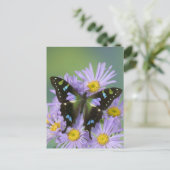 De Foto van Washington van Sammamish van Vlinder Briefkaart (Staand voorkant)