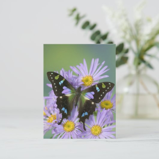 De Foto van Washington van Sammamish van Vlinder Briefkaart (Staand voorkant)