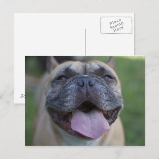 De Franse Bulldog Briefkaart (Voorkant / Achterkant)