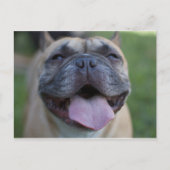 De Franse Bulldog Briefkaart (Voorkant)