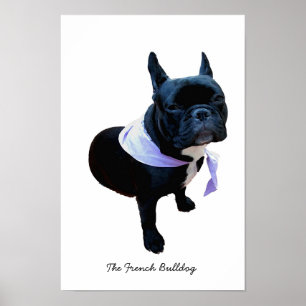 De Franse Bulldog Poster