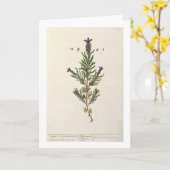 De Franse Lavendel, plateert 241 van een Kaart (Gele Bloem)