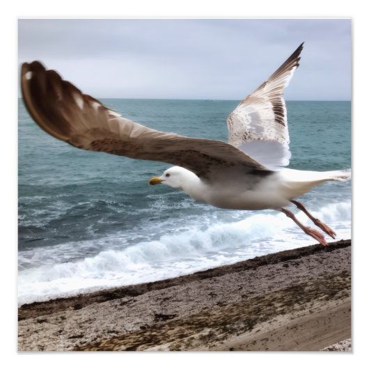De Franse zilvermeeuw van Etretat Foto Afdruk (Voorkant)