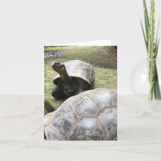 de Galapagos schildpad notecard #2 (spatie binnen) Kaart (Voorkant)