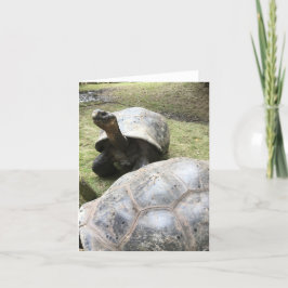 de Galapagos schildpad notecard #2 (spatie binnen) Kaart