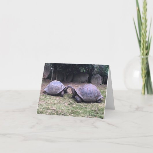 de Galapagos schildpad notecard Kaart (Voorkant)