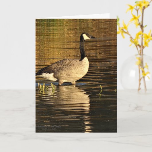 De Gans van Canada in Water met Bezinning Kaart (Gele Bloem)