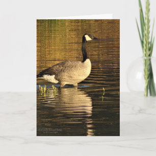 De Gans van Canada in Water met Bezinning Kaart