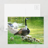De gansfamilie van Canada Briefkaart (Voorkant / Achterkant)