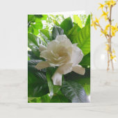 De Gardenia van het oerwoud Kaart (Gele Bloem)