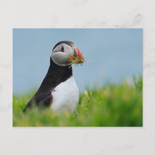 De Gatherer Puffin Briefkaart (Voorkant)
