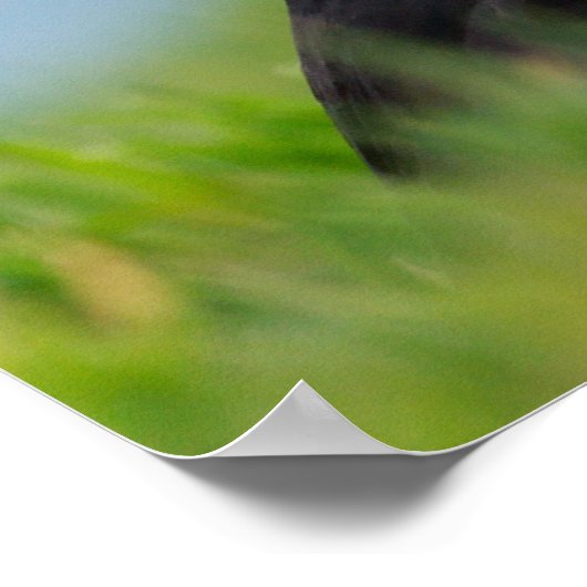 De Gatherer Puffin Poster (Hoek)