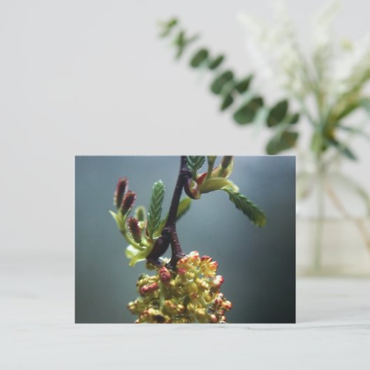 DE GAZELLE BRIEFKAART (Staand voorkant)