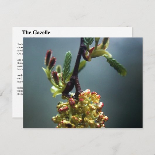 DE GAZELLE BRIEFKAART (Voorkant / Achterkant)