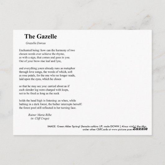 DE GAZELLE BRIEFKAART (Achterkant)