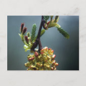 DE GAZELLE BRIEFKAART (Voorkant)