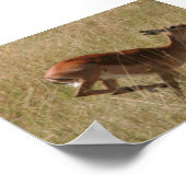 de gazelle van thompson poster (Hoek)