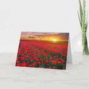 De Gebieden van de tulp bij Zonsondergang in Kaart