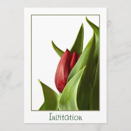 De geboorte van een Lente Rode Tulp - Sjabloon Kaart