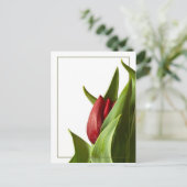 De geboorte van een Rode Lente Tulp Briefkaart (Staand voorkant)