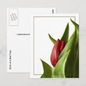 De geboorte van een Rode Lente Tulp Briefkaart (Voorkant / Achterkant)