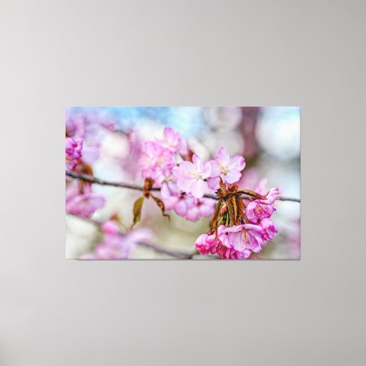 De Gedempte Schoonheid Van Kersenbloesems In De Le Canvas Afdruk (Voorkant)