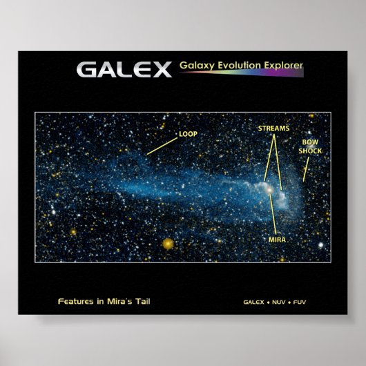 De gedetailleerde Ster Mira met Lijn Poster (Voorkant)