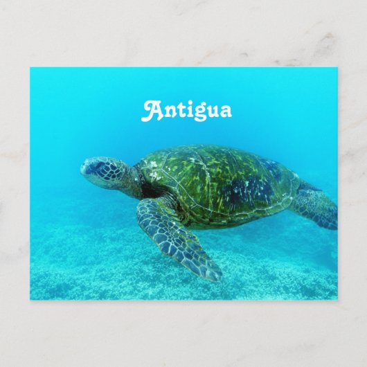 De Gefactureerde Schildpad van Antigua Havik Briefkaart (Voorkant)