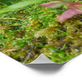 De geheime haven van de Rode Eekhoorn Poster (Hoek)