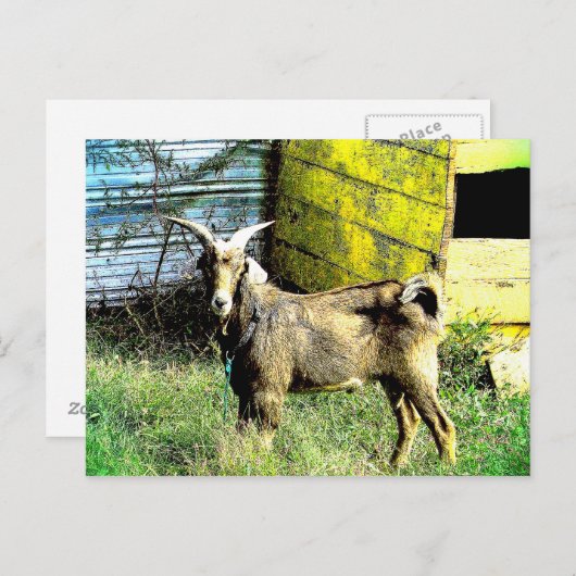 De geit briefkaart (Voorkant / Achterkant)