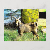 De geit briefkaart (Voorkant)