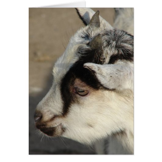 De geit los (Voorkant)