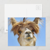 De gekke Alpaca van het Haar Briefkaart (Voorkant / Achterkant)